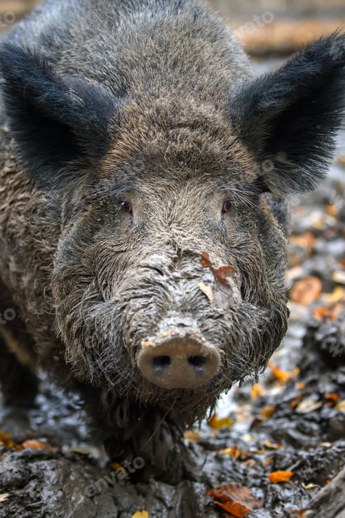 Preview: Male Wild-boar in autumn forest