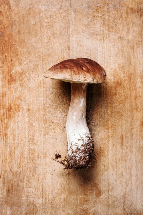 Preview: Boletus edulis mushroom on wooden background. Copy space. Top view. Organic forest food, edible
