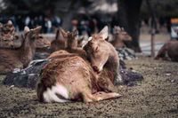 Preview: Young deer napping in the garden at Nara Park