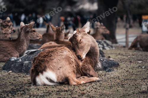 Preview: Young deer napping in the garden at Nara Park