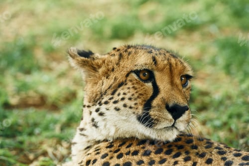 Preview: Close up view of cheetah that is lying down on the green grass outdoors