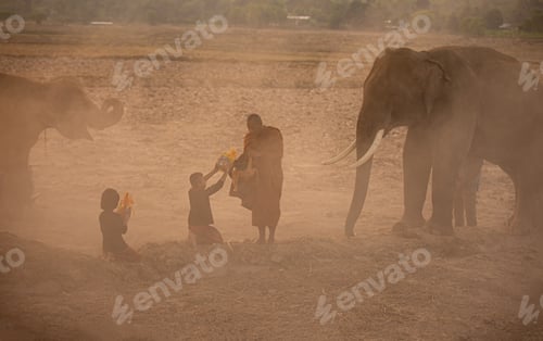 Preview: Elephant at sunrise in Thailand