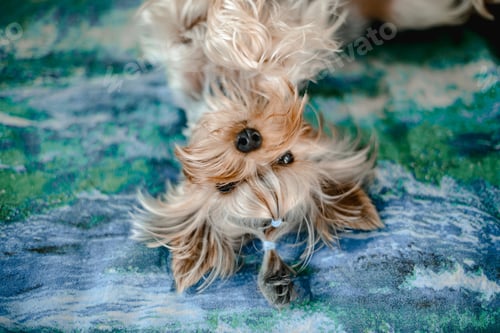 Visualização: little Yorkshire terrier lies upside down on the bed. he has a ponytail on his head