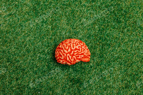 Preview: human brain rests on vibrant green grass, viewed from above
