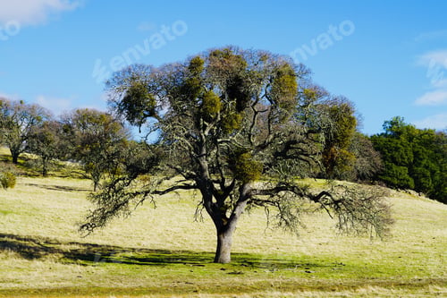 Preview: Old dying oak tree with large balls of mistletoe growing on branches.
