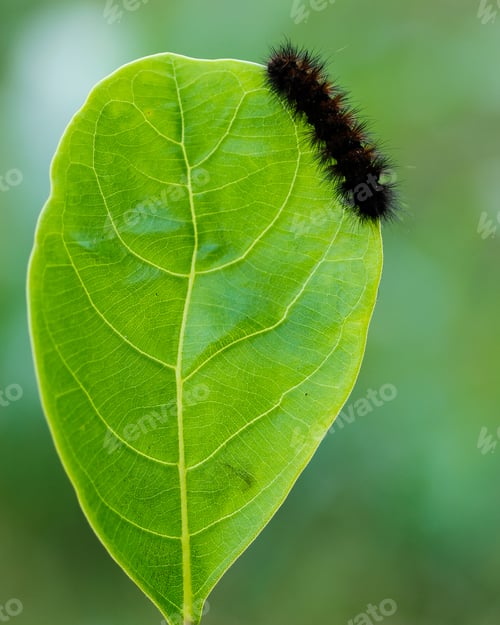 Preview: caterpillar