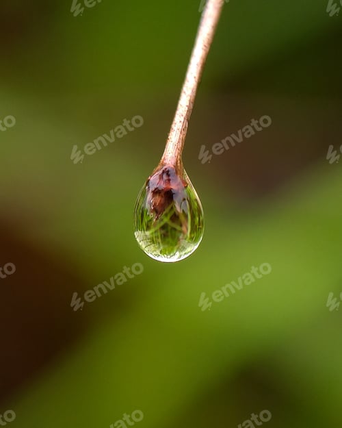 Preview: Dew, nature background photo
