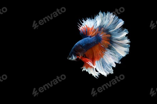 Preview: Beautiful colorful of siamese betta fish