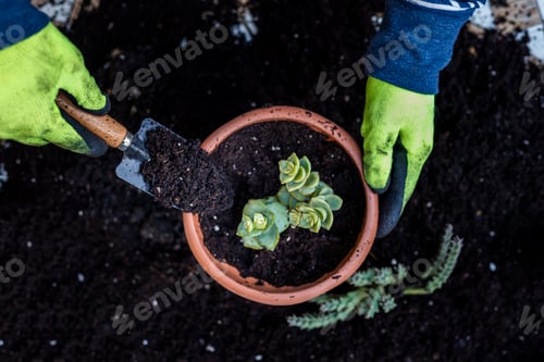 Preview: The Hands of man during the transplantation of the plant in a new pot. home gardening