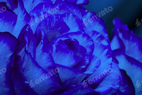 Preview: Closeup of a blue rose bud. Background opened rosebud. Rose bud with blue petals. Extreme close-up