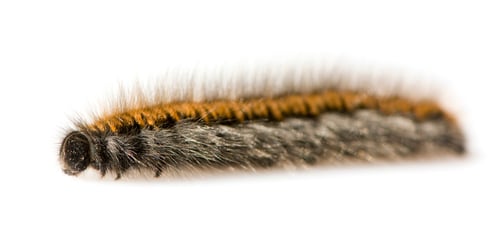 Preview: Caterpillar