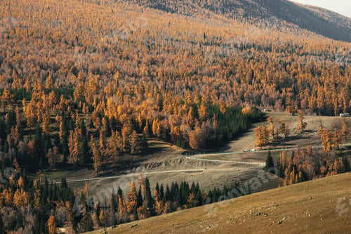 Preview: Winding Road Through Autumn Forest