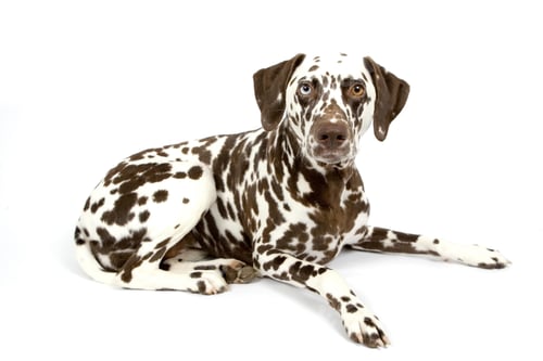 Preview: dalmatian, dog, white background
