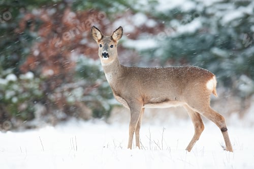 Preview: Roe deer doe standing on white field during snowing