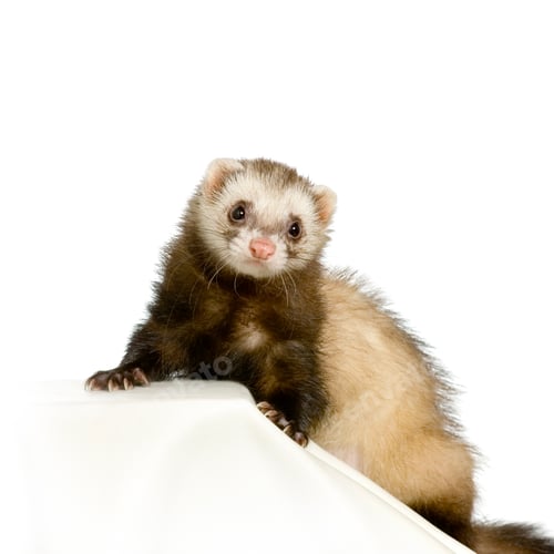 Preview: Ferret