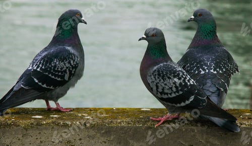 Preview: Flock of pigeons gather by the water's edge, creating a curious and intriguing sight
