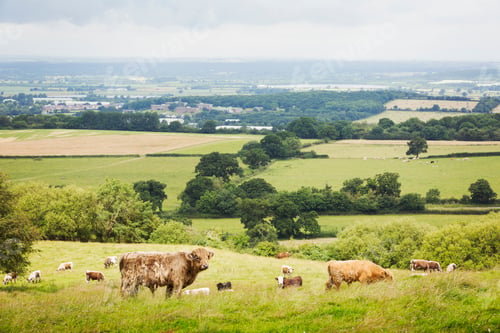 Preview: Herd of English Longhorn and Highland cattle in a pasture.