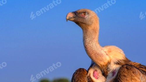 Preview: Eurasian Griffon Vulture