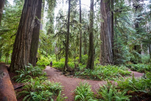 Preview: Sequoia