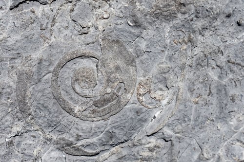 Preview: a fossilized cephalopod