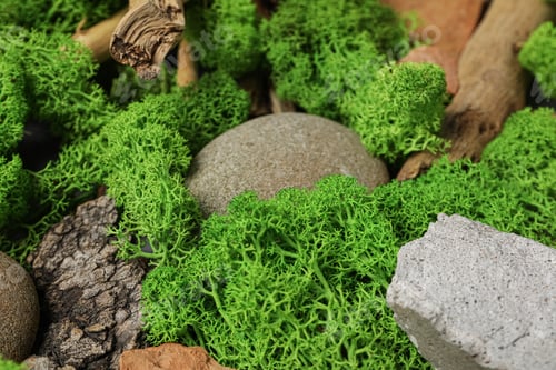 Preview: Moss, different backgrounds for nature concept, moss and wood, moss and stones