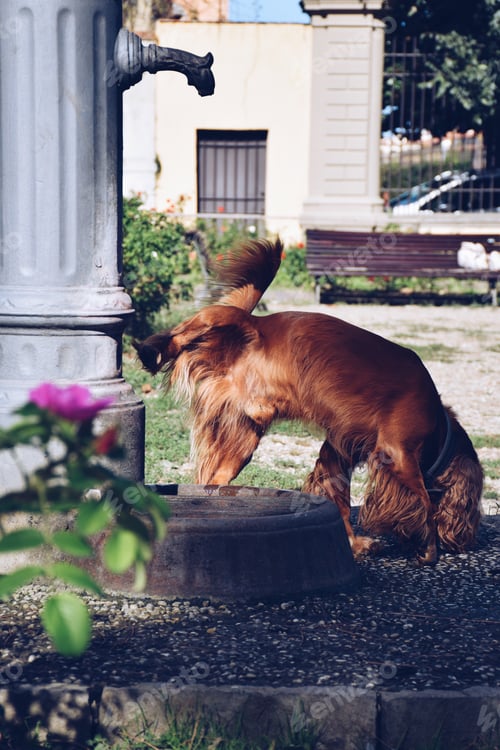 Preview: A dog decided to pee by the old fashioned water pump in a park in Florence Italy
