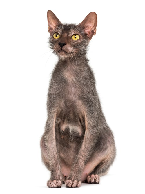 Preview: Lykoi cat, also called the Werewolf cat against white background