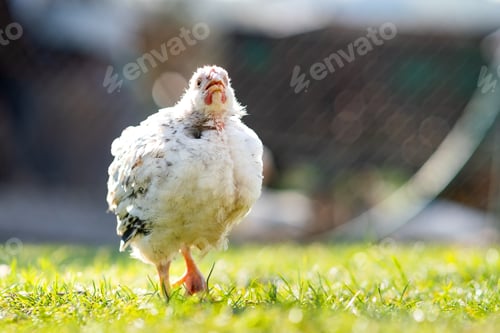 Preview: Hen feed on traditional rural barnyard. Close up of chicken standing on barn yard