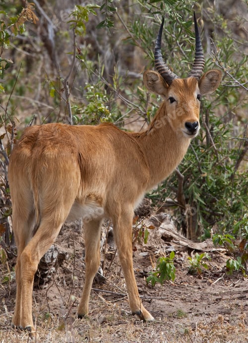 Preview: Male Puku Antelope (Kobus vardonii) the Chobe National Park region of northern Botswana.