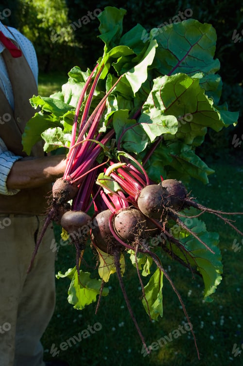 Preview: Farmer holding bunches of beetroot