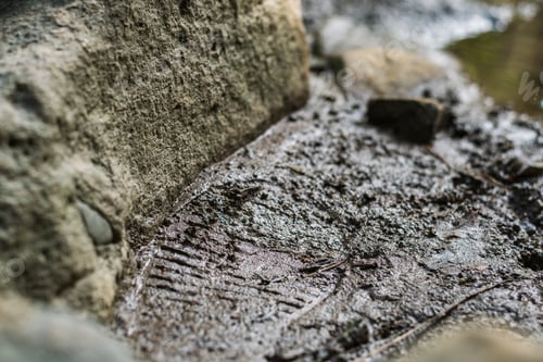 Preview: shoe print left on a muddy path next to a small stream. looking for the trail