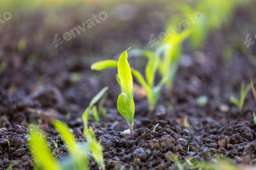Preview: Group of small green plants emerging from the soil