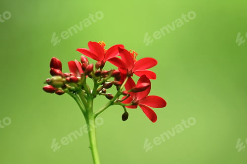 Preview: Red Flower Tiny Red Flower In Garden