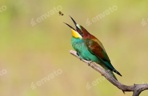 Colorful Bird Hunting Insect from a Branch