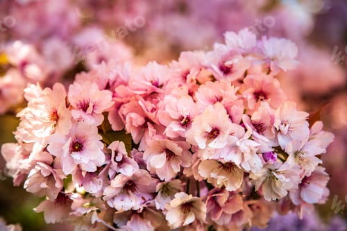 Preview: selective focus of beautiful cherry tree blossom backdrop