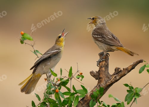 Preview: Close-up of two Bullock's oriole ( Icterus bullockii) birds perched on branches in a bush