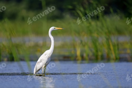 Preview: White heron, Great Egret, standing on the lake. Water bird in the nature habitat