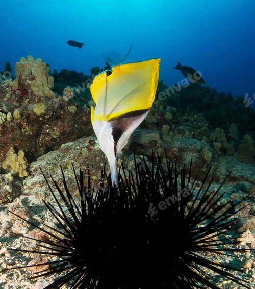 Preview: Shallow underwater seascape, fish underwater photo