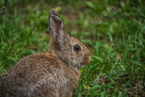 Preview: Wild rabbit close up with grass background
