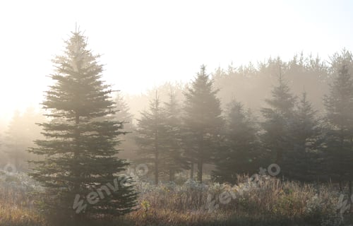 Preview: Misty forest morning
