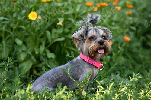 Preview: Cute dog photography, yorkshire terrier photo