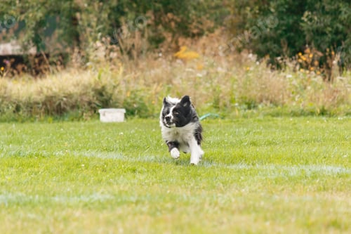 Visualização: Cachorro pegando disco voador no salto, animal de estimação brincando ao ar livre em um parque. evento esportivo, conquista no local