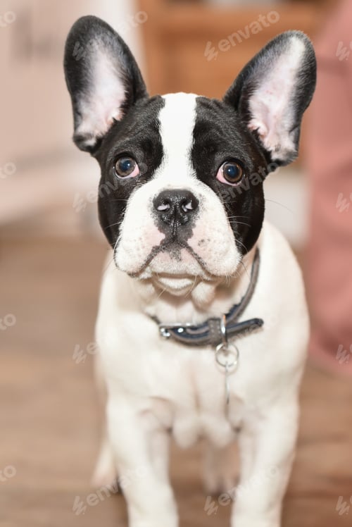 Preview: cute french bulldog puppy dog portrait