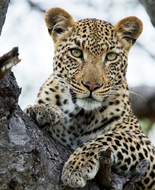 Preview: A Best wildlife sanctuary in the world