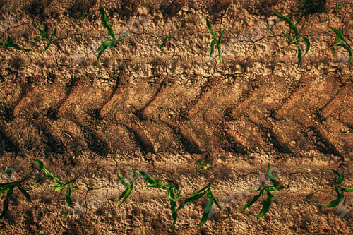 Preview: Closeup of a tractor tire track imprint or tread mark in maize crop field