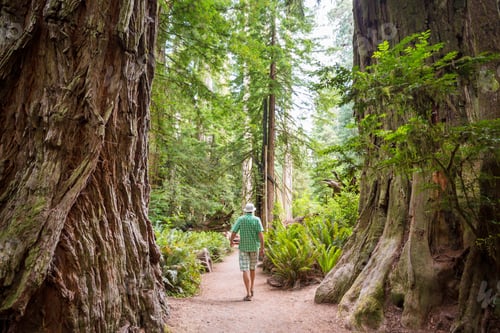 Preview: Hike in the forest