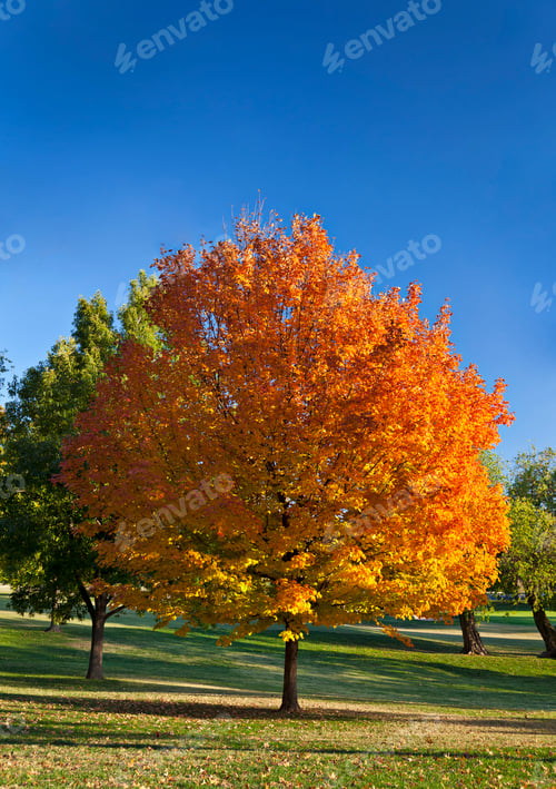 Preview: Autumn Tree