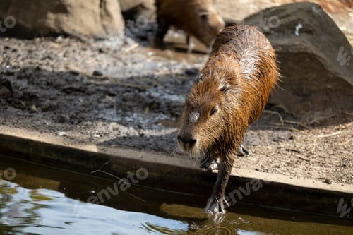 Preview: Capybara stepping into water