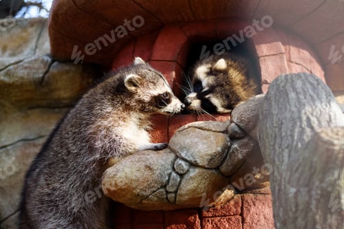 Preview: Two cute funny racoons kissing in zoo.