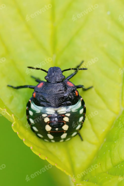 Preview: Closeup of a colorful black nymph of the Southern Green Stink Bug, Nezara virudula in the garden